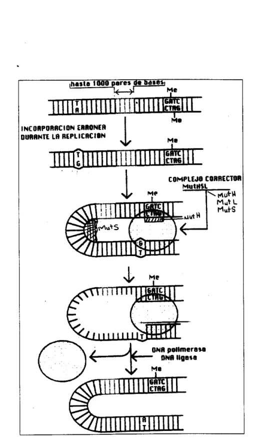Figura 7. Reparacan  metildirigida de  bases  mal  incorporadas (mismatch repair) (Espinosalara