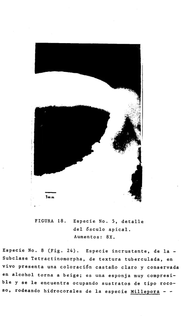 FIGURA  1 8 .   E s p e c i e   No.  5 ,   d e t a l l e   d e l   Ó s c u l o   a p i c a l 
