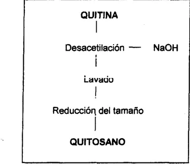 Fig. No. 5. Proceso de obtención del quitosano  Fuente: Shirai  ef  al,  1996 