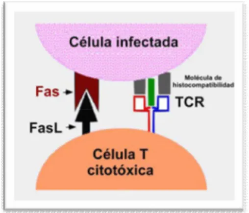 Figura  N°5:  Vía  utilizada  por  las  células  T  citotóxicas  para  inducir  la  apoptosis  en  células  infectadas