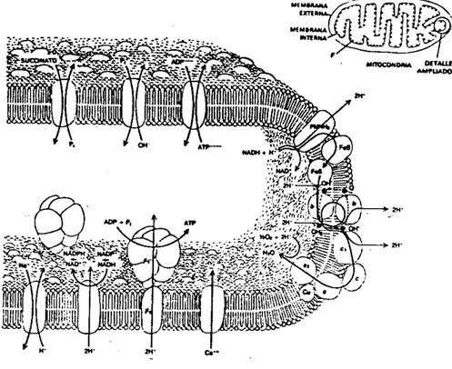 Figura  1.  Componentes Principales de  l a  Membrana Interna Mitocondrial.  (Tomado de  Investigacidn  y  Ciencia  1(20):65,  Mayo 1978) 