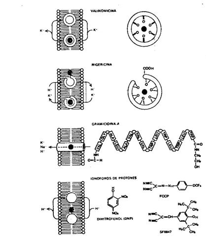 Figura 6. Algunos de  las moleculas mas  importantes que sirven como io-  nóforos. Se esquematiza  s u  posible mecanismo de transporte del ión