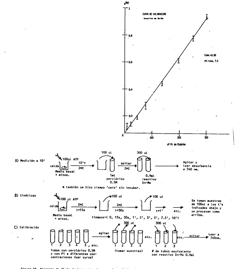 Figura  11.  Diagrama de  f l u j o   de  l o r   D r O t O E O b S   DW.  l a  medición de l a  actividad de ATPasa  nor  medio de la 