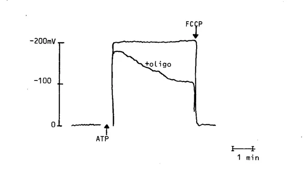 Figura 18.  Controles de Potencial Eléctrico Transmembranal.  Loa valores de poten-  cial son aproximados