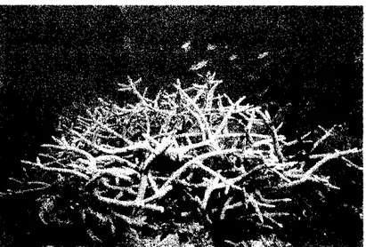Fig.  3  Abunico de Mar del grupo &lt;le  las  Anthozou,  al cual se le suele encontrar en zunus rocosas de muchu  corriente sobre susiraíos  orientados en direceidni verticuL  Este hermoso  organismo pertenece a los Hydro::oa,  y se  caraderua por tener  