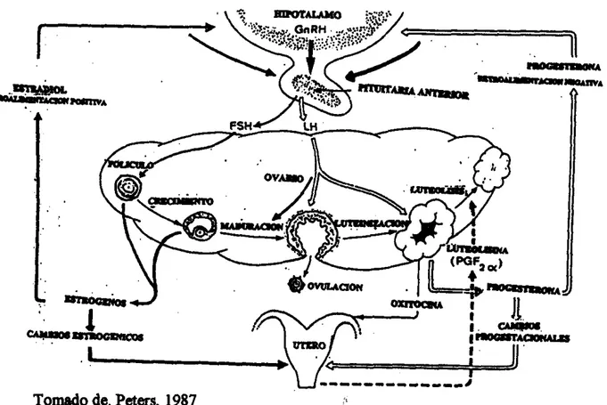 Figura  1.  Control  hormonal  del  ciclo ovarico. 