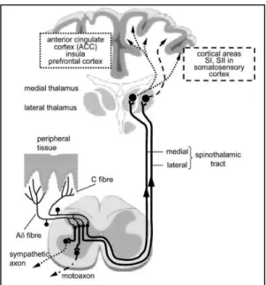 Figura  2.  Esquema  del  sistema  nociceptivo  donde  se  muestra  las  terminaciones  nerviosas  de  los  nociceptores,  fibras  nerviosas  aferentes  y  su  sinapsis  con  el  asta  dorsal  de  la  médula  espinal