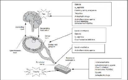 Figura 3. Esquema que muestra la vía del dolor  y donde actúan diversos fármacos. 