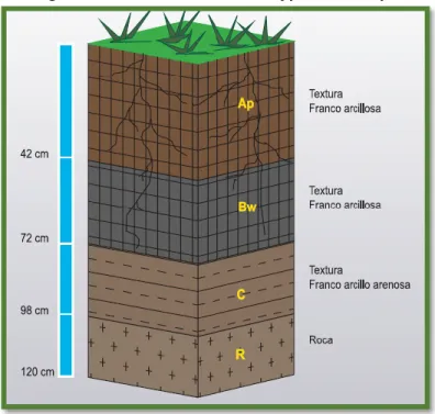 Figura 11. Perfil de los suelos Typic Eutrudepts 