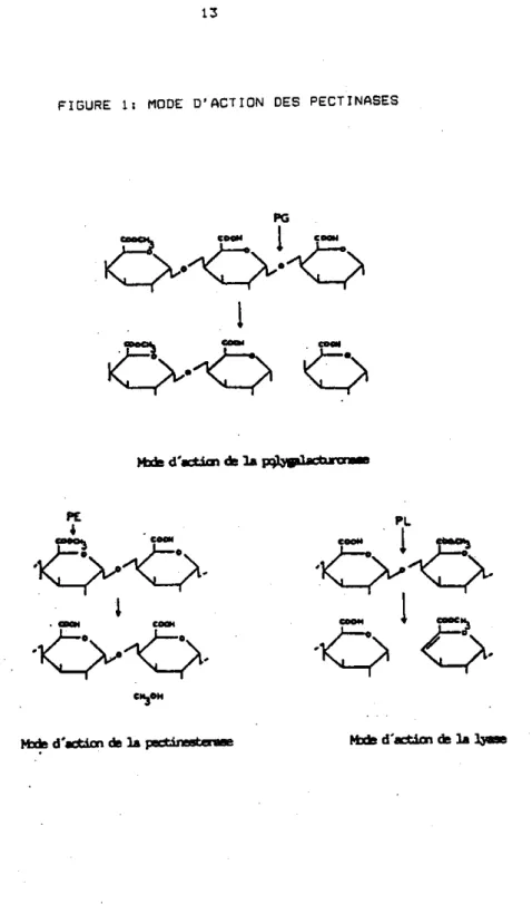 FIGURE  1:  MODE D’ñCTION  DES  PECTINñSES 