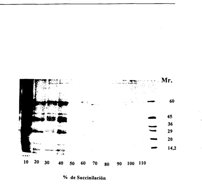 Figura  8.  Perfil  electroforético  de  diferentes  tratamientos  de  succiniiación.  a) marcadores de peso molecular: albúmina sérica bovina, albúmina  de  huevo,  gliceraldehido  3-fosfato  deshidrogenasa,  anhidrasa  carbónica,  inhibidor 