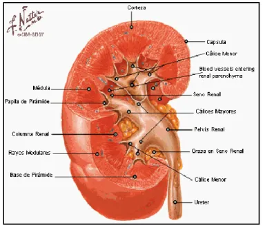 Ilustración 1. Anatomía Renal. 