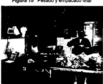 Figura 15  Pesado y empacado final 