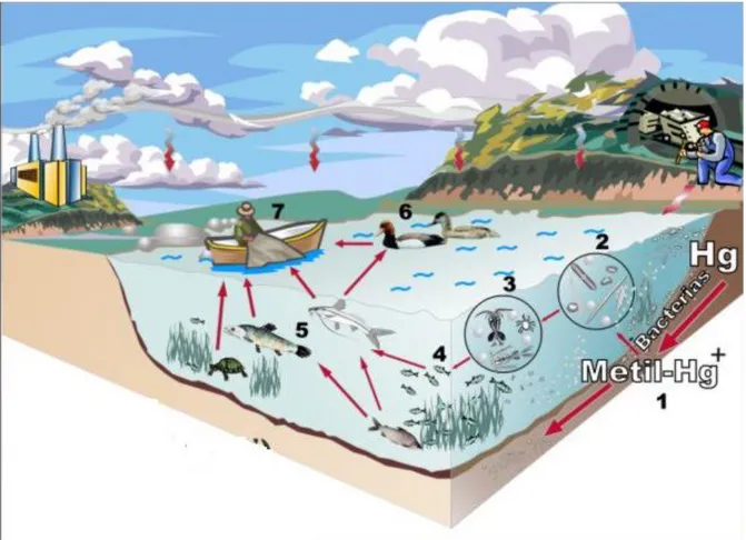 Figura 3: ciclo biogeoquímico del mercurio. [17] 