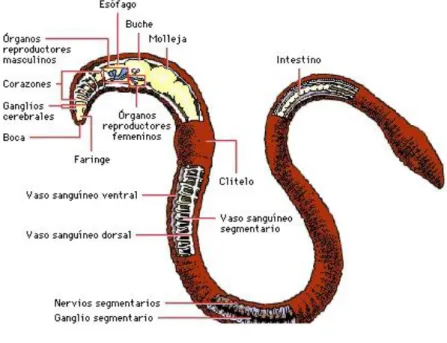 Ilustración 2. Anatomía de la lombriz 
