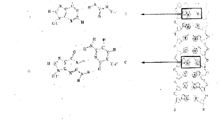 Figura  1-4:  Estructura del  ADN  1.3.2 