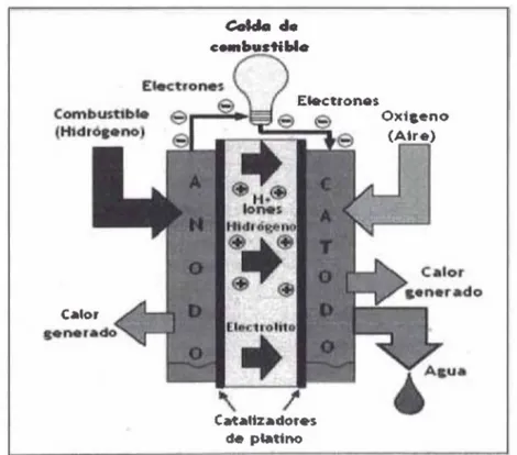 Figura 12:  Estructura física básica de una Celda de C om bustible3).