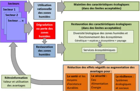 Figure 1 : Relations entre l’utilisation sectorielle des zones humides et la fourniture  d’avantages (modifié de TEEB 2010).