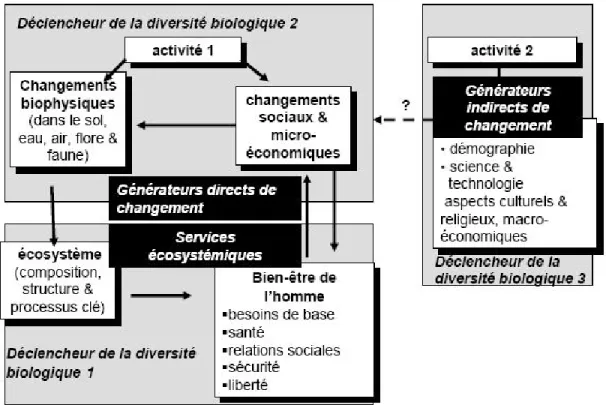 Figure 1. Cadre de travail de l’évaluation (explication dans le texte principal)  30)  Les activités résultant d’une politique, plan ou programme entraînent des changements 