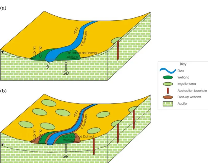 Figure 5 Block diagram showing the upper Guadiana River and Las Tablas de Daimiel wetlands