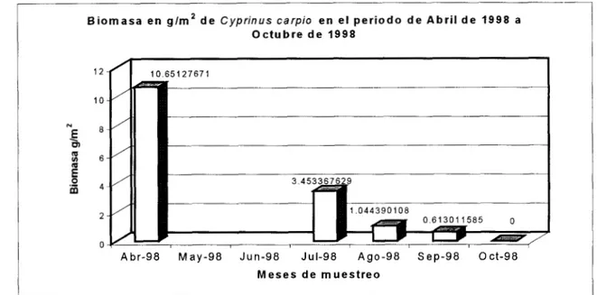 Figura 5. Valores de biomasa para  C.  carpio  (Abr.  98-  Oct  98) 