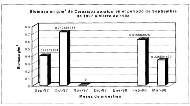 Figura  4.  Valores  de biomasa  para  C.  auratus (Sep97-  Mar98)  El  segundo  periodo  que  cual  comprendió  desde  Abril  de1998  Octubre  de  1998,  se 