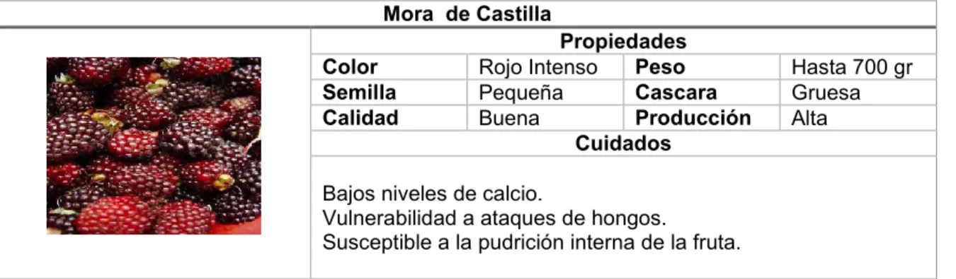 Tabla 12. Mora  de Castilla 