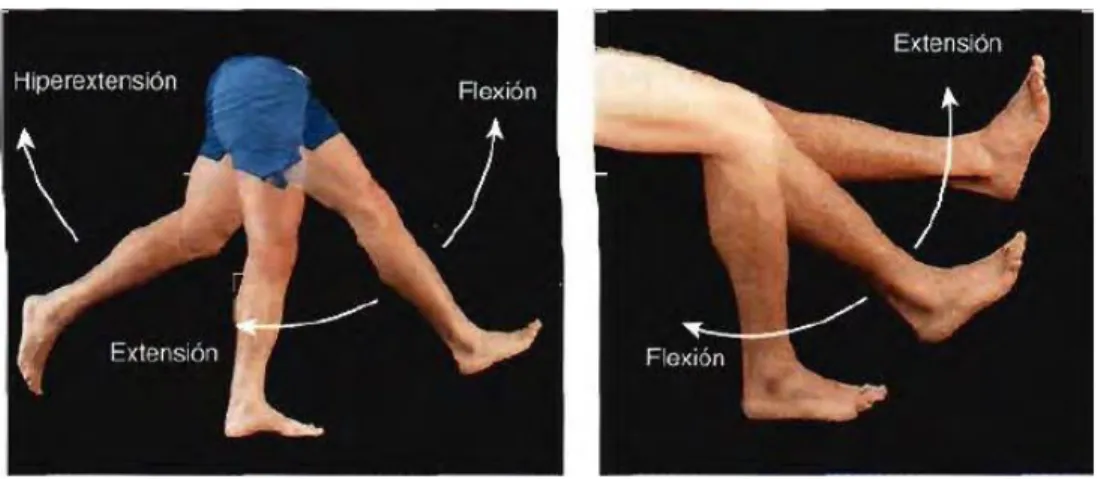Figura 5. Descripción gráfica de los movimientos de extensión y flexión en  miembro inferior
