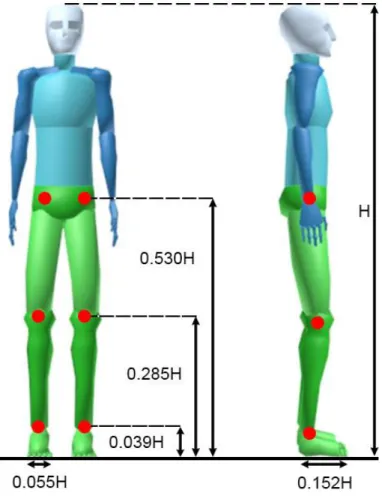 Figura 19. Descomposición de la longitud de las piernas en función de la altura. 