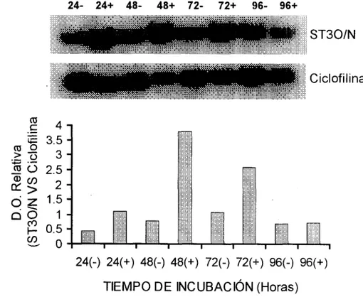 Fig.  5.  Experimento  representativo  que  muestra1 los  cambios  que  se  producen en el  ARNm  de la  ST30/N  en presencia  (+)  y  ausencia  (-)  de  AMPc  1.5 mM después de  24,  48,  72  y  96  horas (le incubación