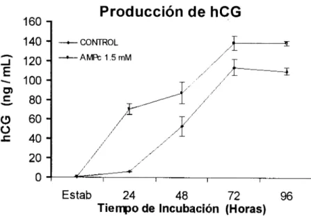 Fig.  6.  Efecto  sobre  la  secreción  de  la  hCG  en  cultivo  de  citotrofoblastos  en  presencia  y  ausencia  de  1.5  mM de  AMPc