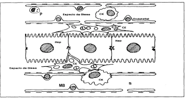Figura  1.- Esquema  que  representa  la  estructura  de  los  componentes  hepáticos,  constituidos 