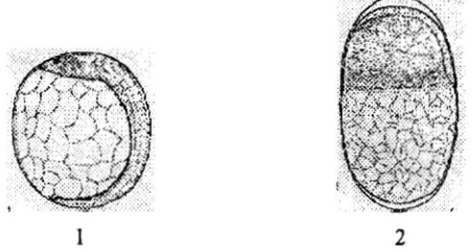 Fig.  2b.  Desarrollo  larval  de la Familia Engraulidae, según Doyle (1977): Escala:  1:  4.4 