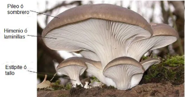 Figura  1.  Partes  de  un  hongo  del  Género  Pleurotus  también  conocido  como  Orellana