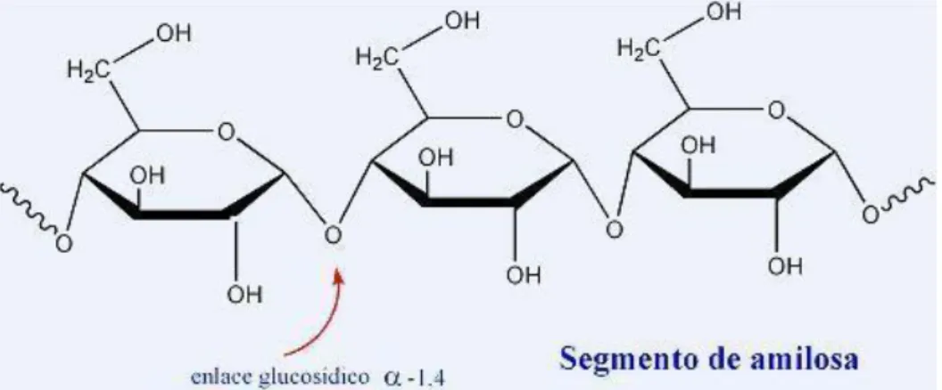 Figura 1. Segmentos de una molecula de amilosa. 