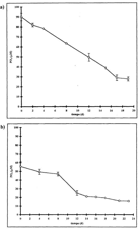 Fig. 9.  Evolución temporal  de  la concentración  promedio  de  POs-  *  SEM  en  el  medio  para  tres  réplicas de  dos experimentos  por  separado de:  a)  S