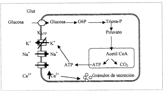 Figura 3.  Metabolismo  de  la  glucosa  acoplado  a la actividad  eléctrica  de  la  &amp;lula  fi  y a  la  secreción de insulina