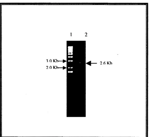 Fig 7. PMsmido  pUC19  digerido  con  Sma I,  peso  molecular  2.6  Kb. 
