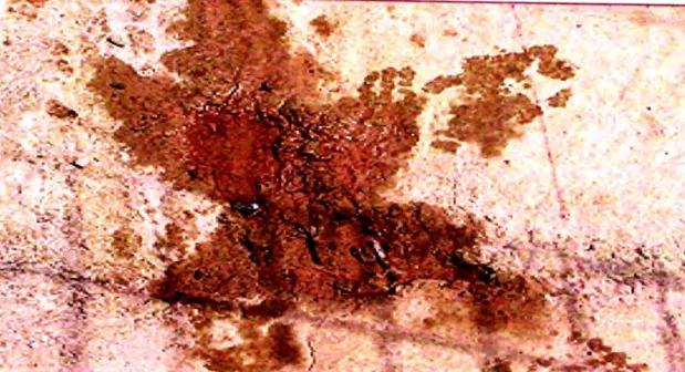 Foto No  14 