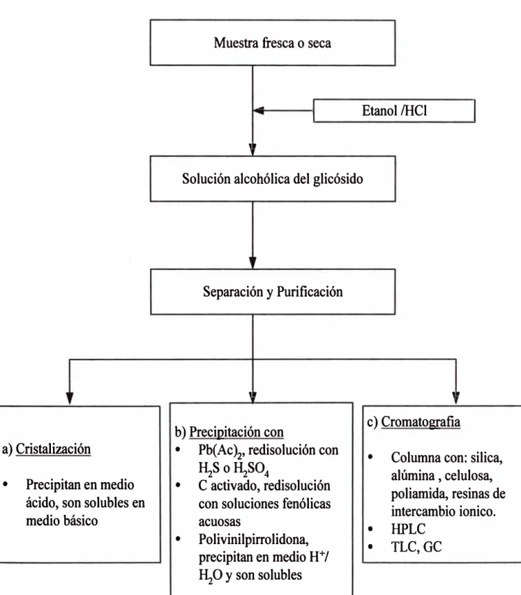 Figura N º  2.4 Esquema de separación de flavonoides 