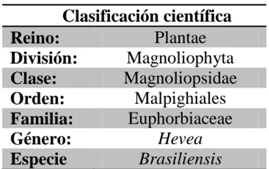 Tabla 1. Clasificación taxonómica del caucho  Clasificación científica  Reino:   Plantae  División:  Magnoliophyta  Clase:    Magnoliopsidae  Orden:  Malpighiales  Familia:  Euphorbiaceae  Género:  Hevea  Especie  Brasiliensis 