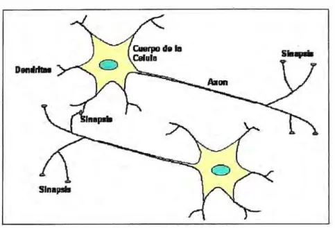 Figura 4.1: Neuronas Biológicas 