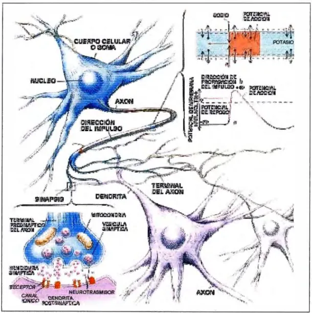 Figura 4.3: Comunicación entre neuronas. 