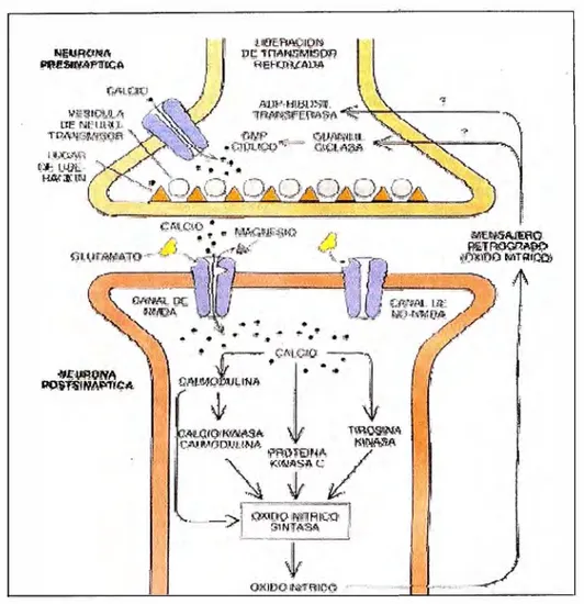 Figura 4.4: Proceso químico de una sinápsis. 