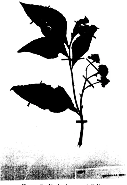 Figura 3.  -  Verbesina percisifolia 
