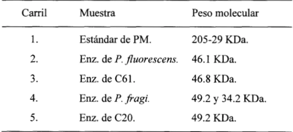 Tabla 7. Pesos moleculares de las proteasas de los extractos enzimáticos. 