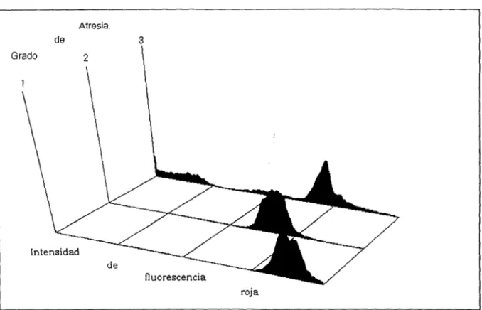 Figura 2. I’atr6n  de fluorescencia  de cClulas de la  granulosa  incubadas  con  A 0   proccdcntcs  dc  foliculos  de  oveja  &gt;6 mm de dihmetro  con  tres  grados  de  atresia