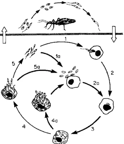 Fig.  1  : En el paso  1  los tripomastigotes metaciclicos que  se  liberan  en  las  heces  del  insecto  entran  al  vertebrado  por  el  orificio  de  alimentación u otra  herida  infectando  células  del  hospedero  ; paso  2 :  10s  parasitos  escapan