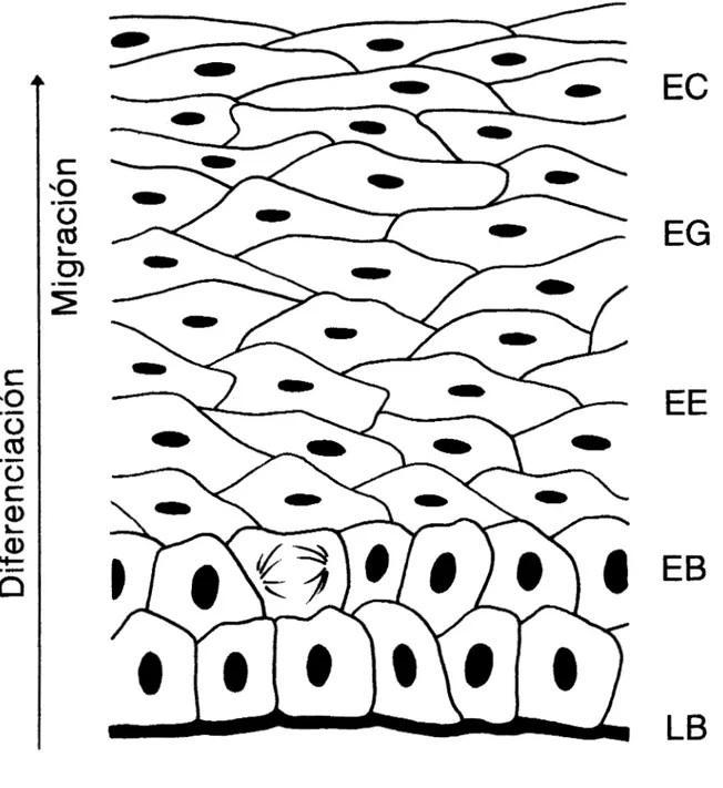 Figura  l .   Esquema simplificado del epitelio plano estratificado del exocérvix, solo  se muestran 4 capas  o  estratos: EB basal, EE espinoso, EG granuloso, EC  córneo, y la lamina basal LB