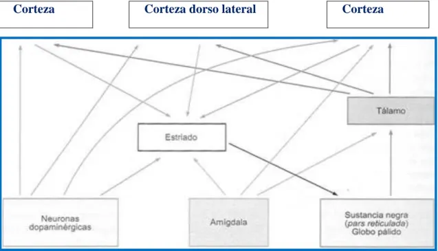Figura 1: Sistema Neuronal 